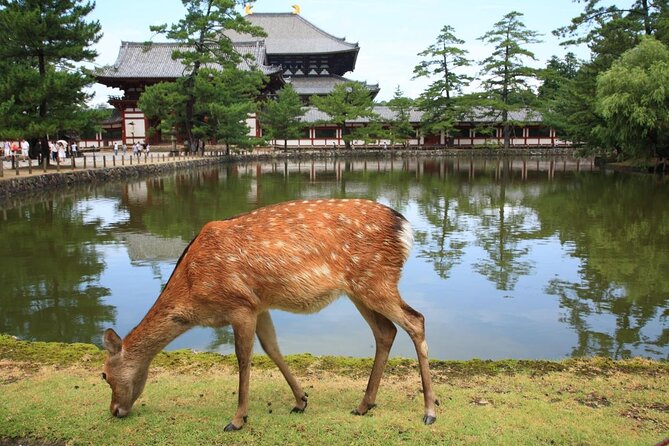 Full Day Excursion: Kyoto and Nara Highlights From Kyoto/Osaka - Optional Lunch Upgrades