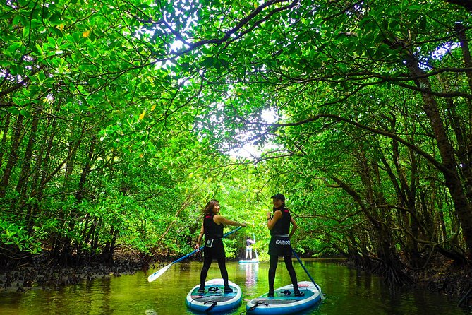 [Okinawa Iriomote] Sup/Canoe Tour in a World Heritage - Pickup Information