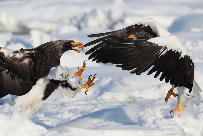 Eagle and Wildlife Watching Tour - Location and Meeting Point