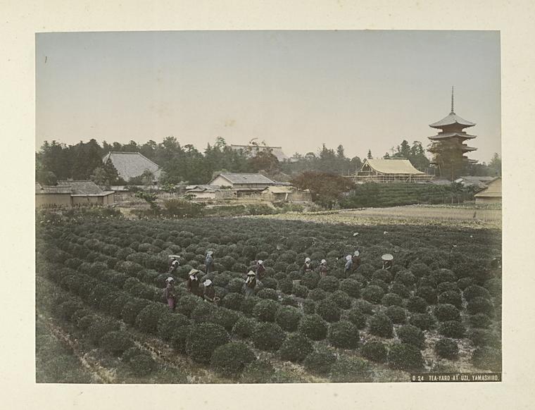Rows of green tea bushes at a tea farm in Uji, near Kyoto