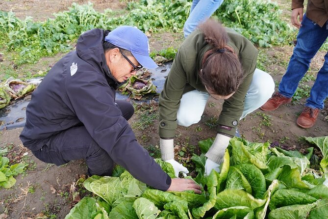 3 Hours Vegetables Harvest Activity Nearby Tokyo - Key Takeaways