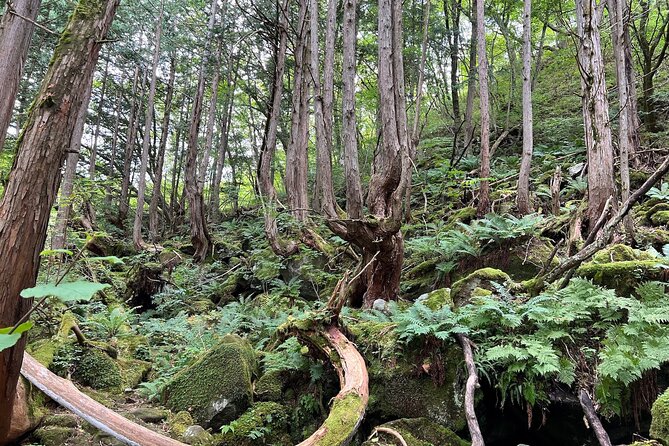 Ebike Tour in Lake Shirakaba and Tateshina Highland Japan - Frequently Asked Questions