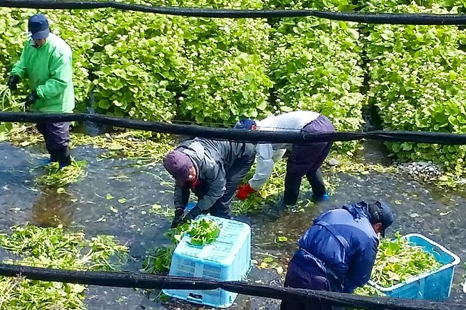 Wasabi Farm Discovery Walking Tour - Price and Booking