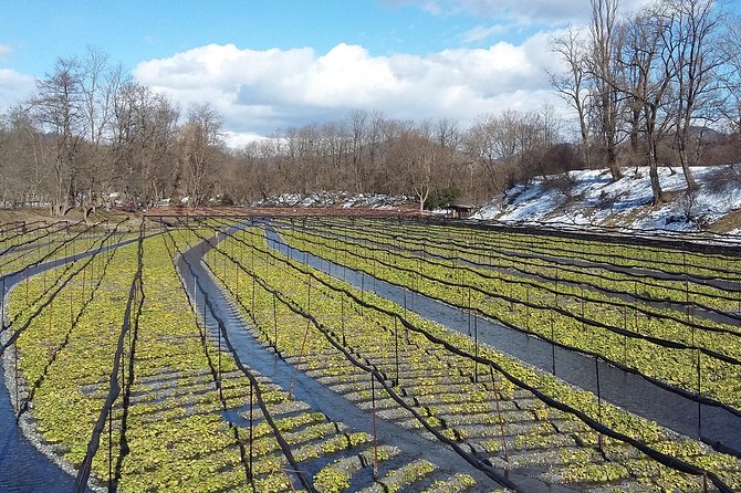 Wasabi Farm Discovery Walking Tour - Weather Policy