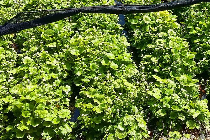 Wasabi Farm Discovery Walking Tour - Directions