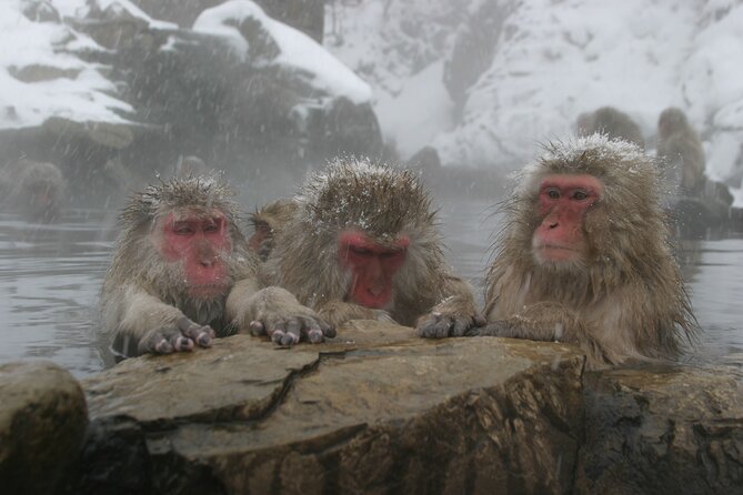 Snow Monkey Park & Miso Production Day Tour From Nagano - Tour Regulations