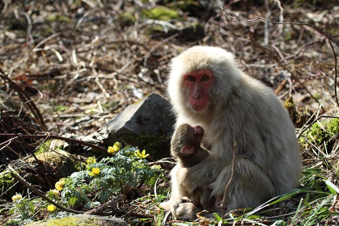 Snow Monkey Park & Miso Production Day Tour From Nagano - Frequently Asked Questions