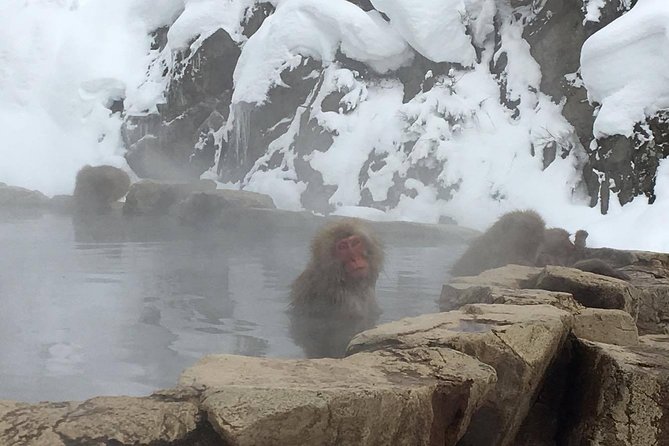 Explore Jigokudani Snow Monkey Park With a Knowledgeable Local Guide - Tour Inclusions