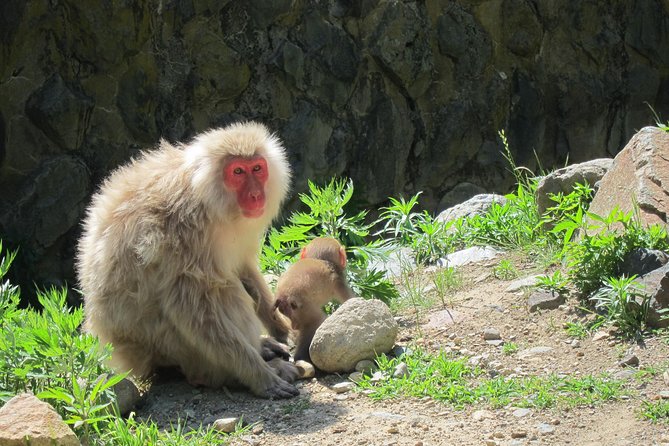 Explore Jigokudani Snow Monkey Park With a Knowledgeable Local Guide - What To Expect