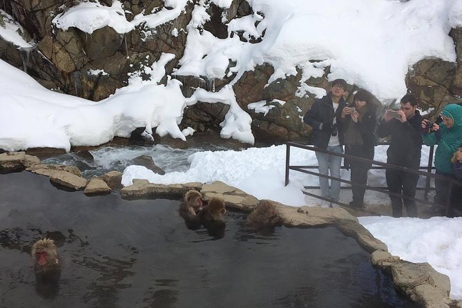 Explore Jigokudani Snow Monkey Park With a Knowledgeable Local Guide - Reviews Summary