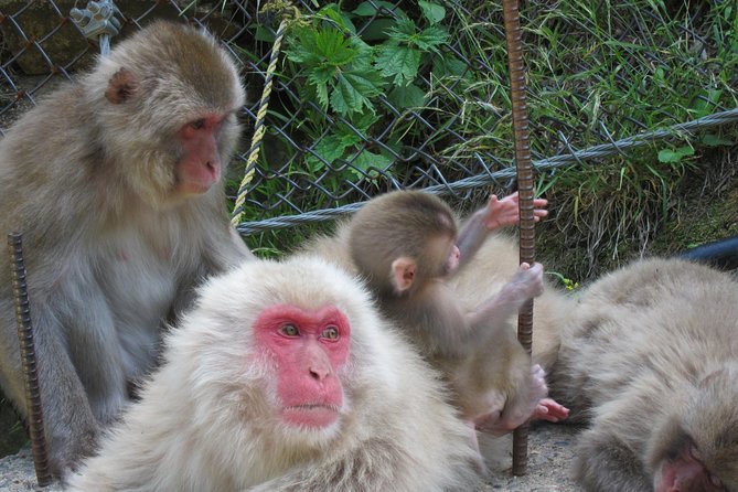 Explore Jigokudani Snow Monkey Park With a Knowledgeable Local Guide - Booking Details