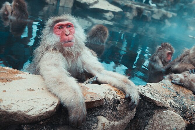 Snow Monkey Park & Shibu Onsen Afternoon Tour - Inclusions and Exclusions