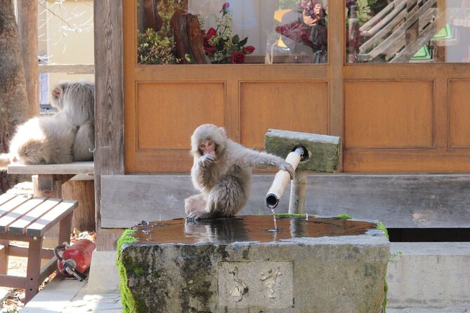 Snow Monkey Park & Shibu Onsen Afternoon Tour - Booking Information and Pricing