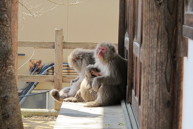 Snow Monkey Park & Shibu Onsen Afternoon Tour - Customer Reviews and Recommendations