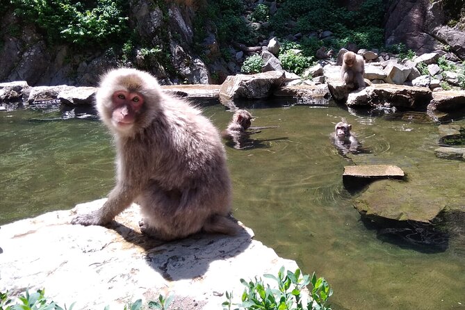 Bike Rentals in Nagano to Explore Snow Monkey Park. - Key Takeaways