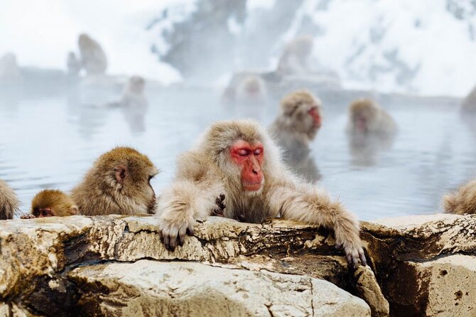 1-Day Snow Monkeys, Zenko-ji Temple & Sake in Nagano - Logistics