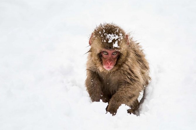 1-Day Snow Monkeys, Zenko-ji Temple & Sake in Nagano - Reviews and Cancellation Policy