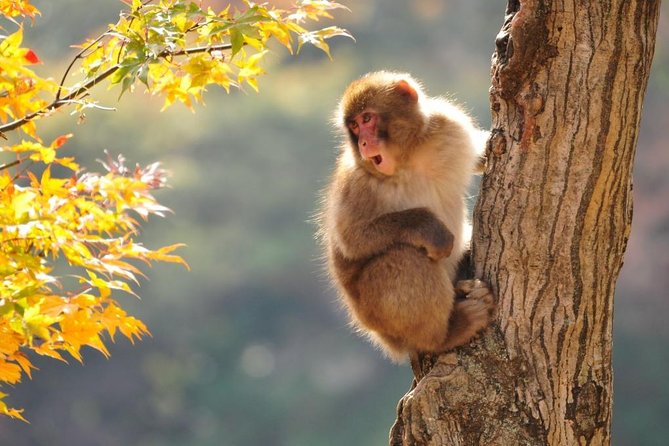 2-Day Snow Monkey Tour: Nagano to Takayama via Matsumoto - Inclusions and Amenities