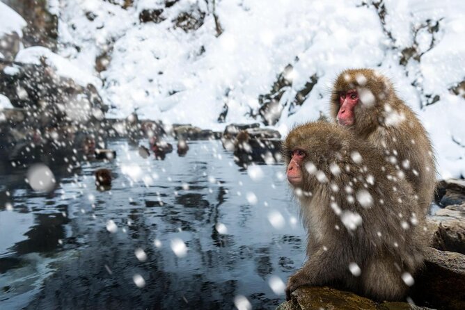 Private Snow Monkey Tour - Conveniently Resort Hop and Sightsee - Key Takeaways