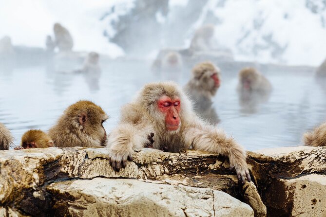 Private Snow Monkey Tour - Conveniently Resort Hop and Sightsee - Testimonials