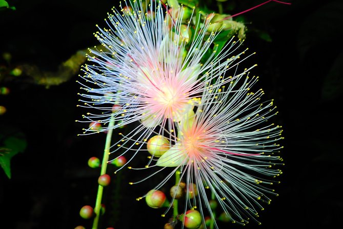 [Ishigaki, Okinawa] Limited-time Sagari-bana Viewing Tour - What to Bring