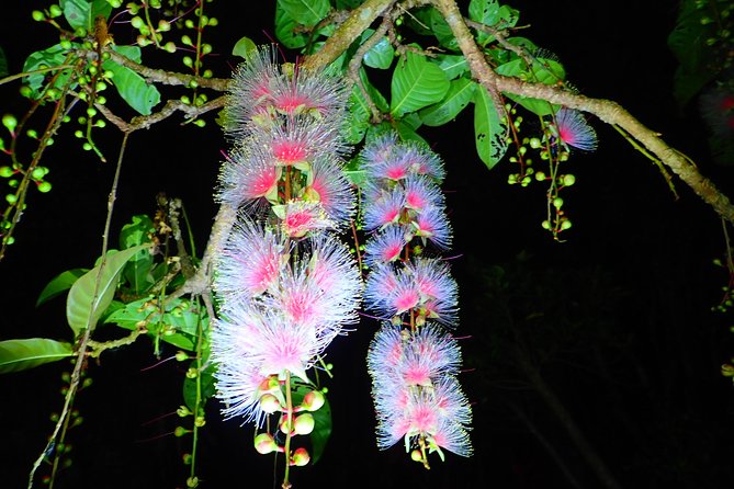 [Ishigaki, Okinawa] Limited-time Sagari-bana Viewing Tour - Conclusion