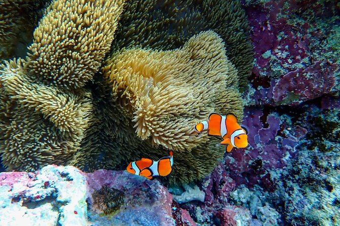 [Ishigaki] Blue Cave Snorkeling Tour - What To Expect