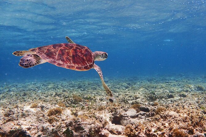 [Ishigaki] Kabira Bay SUP/Canoe + Blue Cave Snorkeling - Directions