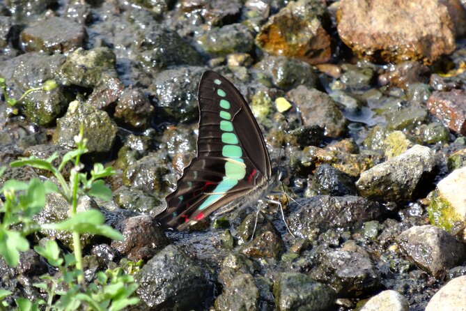 Easygoing Nature Walk in Hakone Tour - Frequently Asked Questions