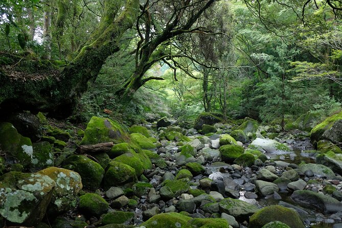 Half Day Forest Bathing in Hakone Geopark - End Point and Additional Info