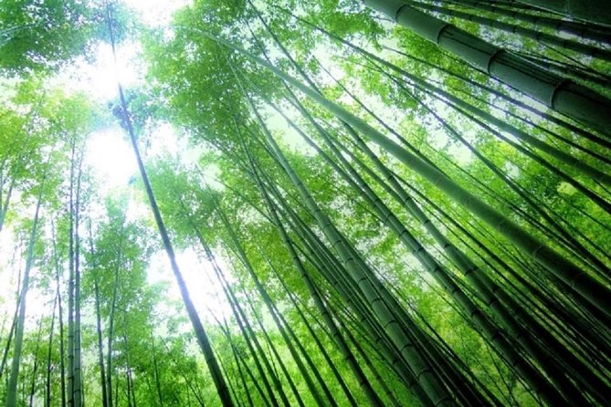 Kamakura Bamboo Forest and Great Buddha Private Tour - Additional Feedback and Comparisons