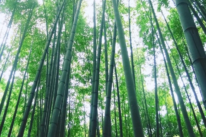 Kamakura Bamboo Forest and Great Buddha Private Tour - Multilingual Support and Traveler Comments