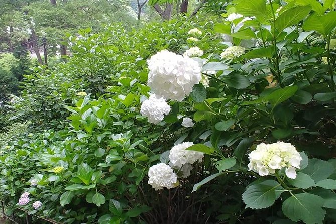 Kamakura and Eastern Kyoto With Lots of Temples and Shrines - Cultural Immersion Experiences