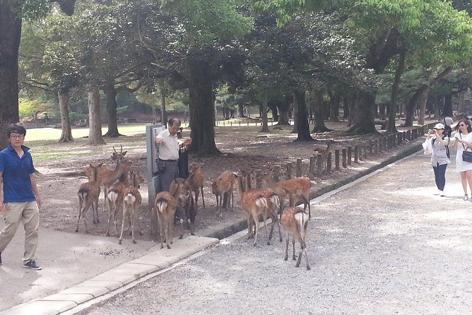 Fushimi Inari & Nara Highlights Tour - Additional Information