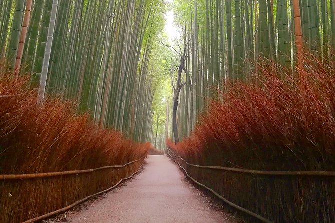 Afternoon Arashiyama Bamboo Forest & Monkey Park Bike Tour - Reviews and Ratings