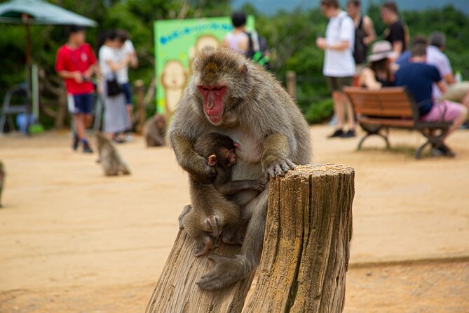 Kyoto: Arashiyama Bamboo, Temple, Matcha, Monkeys & Secret Spots - Tenryuji Temple