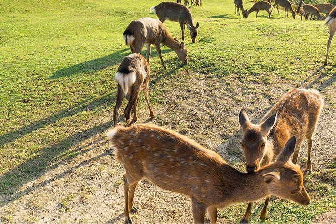 Nara Day Trip From Kyoto With a Local: Private & Personalized - Meeting Point and Address Details