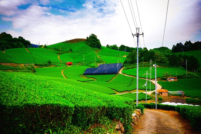 Green Tea Fields, Serene Beautiful Nature of Kyoto: Private Tour - Key Takeaways