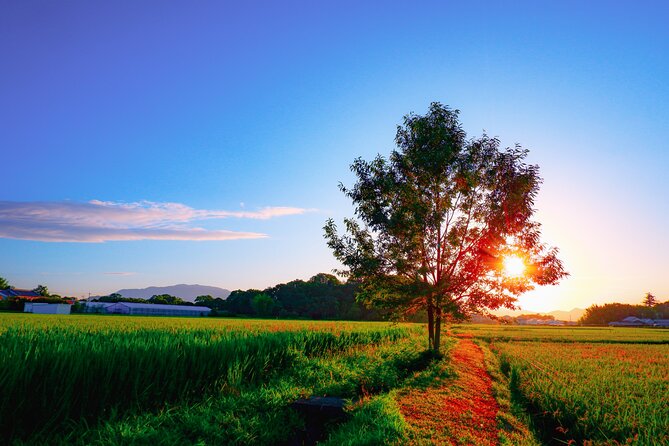 Green Tea Fields, Serene Beautiful Nature of Kyoto: Private Tour - Cultural Experiences