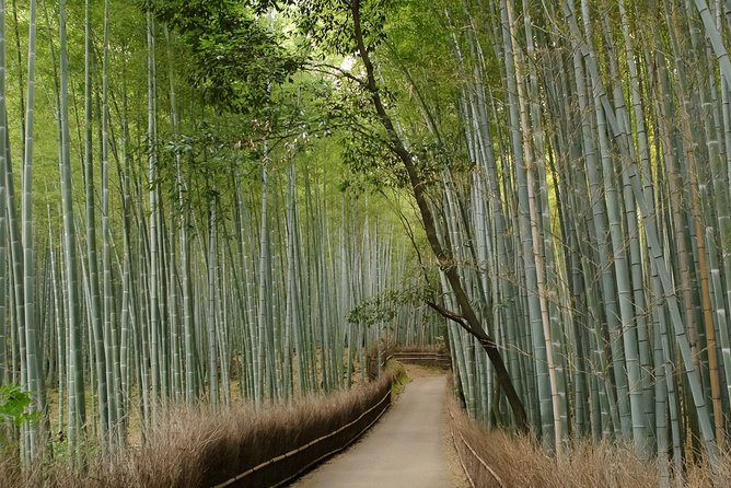 Kyoto Bamboo Forest Electric Bike Tour - Customer Reviews