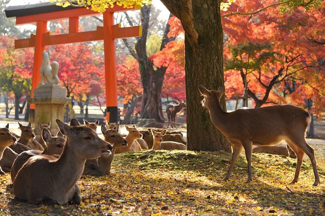 Kyoto and Nara Golden Route 1-Day Bus Tour From Kyoto - Cancellation Policy