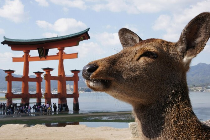 Hiroshima, Miyajima 1 Day Bus With Indian Lunch From Osaka, Kyoto - Meeting and Pickup Details