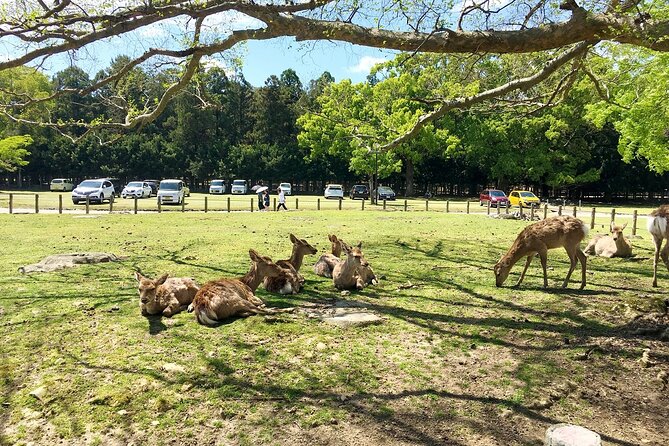 Nara Half Day Bus Tour From Kyoto - Customer Reviews