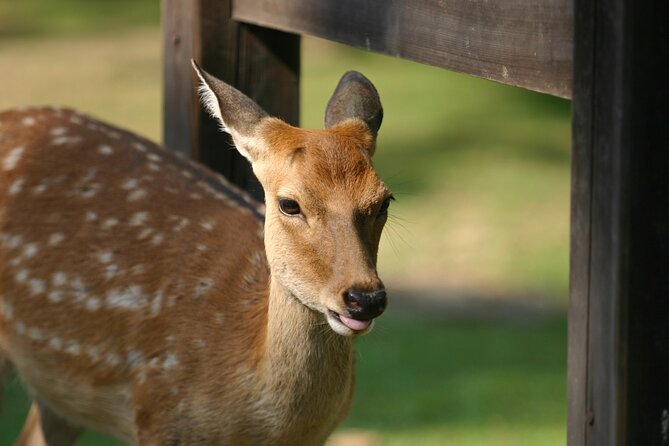 Nara Half Day Bus Tour From Kyoto - Cancellation Policy