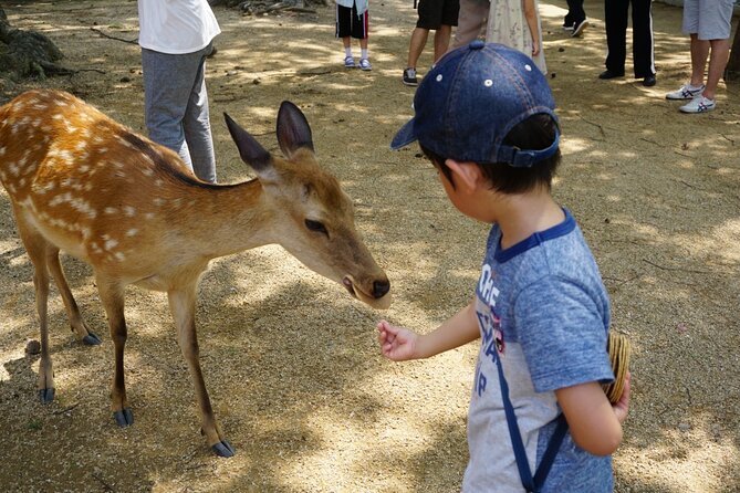 Nara Half Day Bus Tour From Kyoto - Frequently Asked Questions