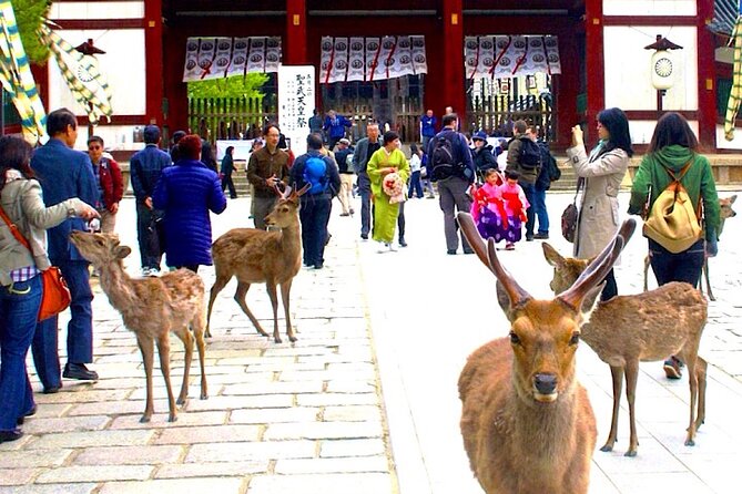 4-Day Private Kyoto Osaka Nara Sightseeing Tour With Guide - Directions and Itinerary