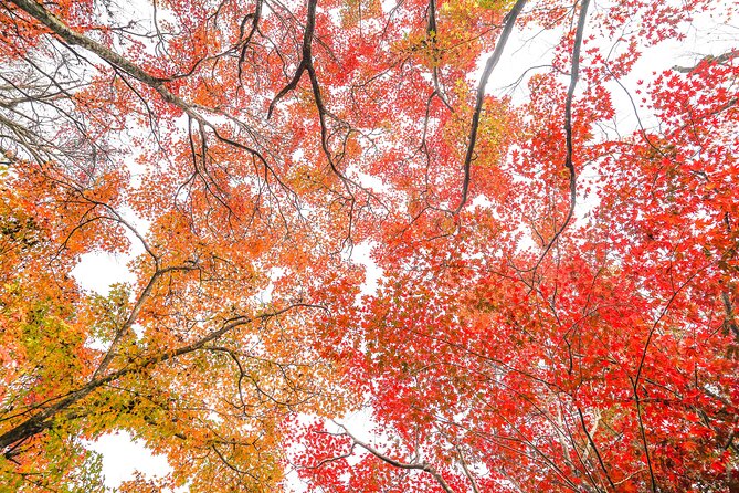 Kyoto Arashiyama Bamboo Forest & Garden Half-Day Walking Tour - Meeting Point