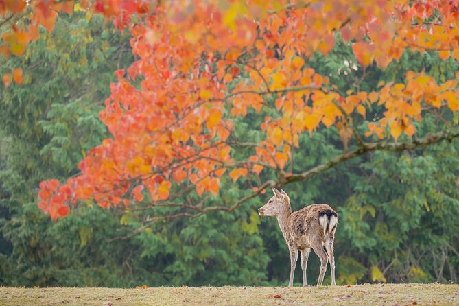 Kyoto and Nara 1 Day Bus Tour - Cancellation Policy Guidelines