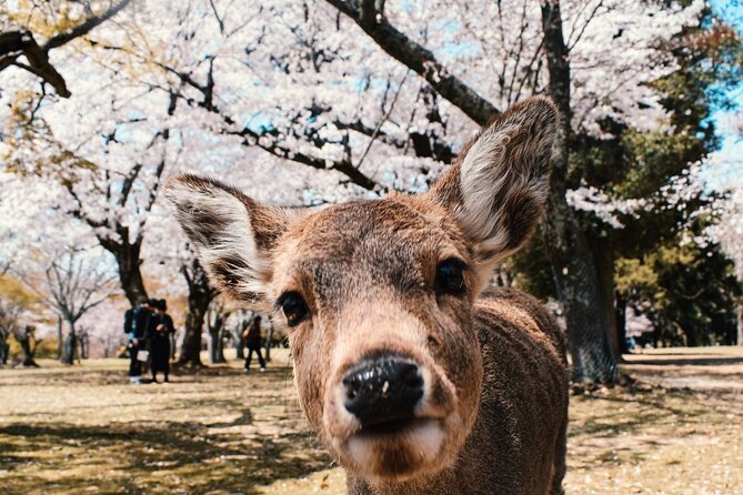 Nara : Private Full-Tour With a Local Guide - Key Takeaways