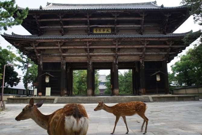 Nara Private Tour by Public Transportation From Osaka - Reviews